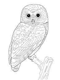 Owl reading to younglings coloring page. Owl Coloring Pages For Adults Free Detailed Owl Coloring Pages Owl Coloring Pages Owl Pictures To Color Animal Coloring Pages