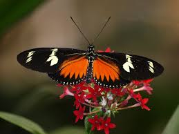 Doris Longwing (Heliconius doris red)