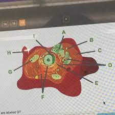 Consider this animal cell which organelles are labeled d and what is one feature. Consider This Animal Cell Which Organelles Are Labeled G Brainly Com
