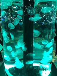 xpark aquarium
