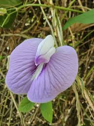 Image result for Centrosema pubescens