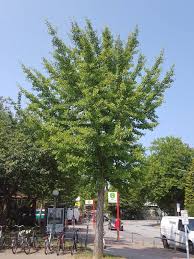 Ginkgo biloba, commonly known as ginkgo or gingko (both pronounced /ˈɡɪŋkoʊ/), also known as the maidenhair tree, is the only living species in the division ginkgophyta, all others being extinct. Gelber Ginko