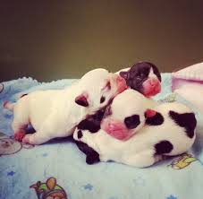 Look at pictures of french bulldog puppies who need a home. Attention Newborn French Bulldog Puppies Have Arrived