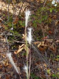 Image result for Andropogon eucomus