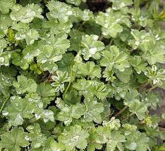 Image result for Alchemilla ellenbeckii