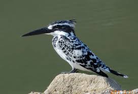 Black And White Spotted Bird Feather Kingfisher Bird Pied Kingfisher Ceryle Rudis Speckled And Barred Black And White Kingfisher Kingfisher Bird African Animals