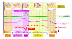 Proses Menstruasi Pembalut Wanita Panty Liner Charm