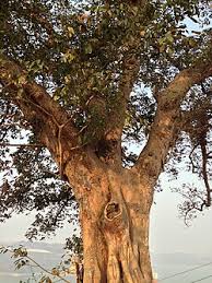 Image result for Ficus virens