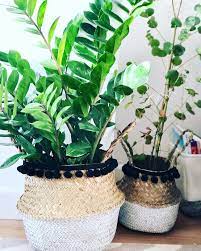 Zz Plant Eucalyptus Plant Belly Basket Indoor Fruit Plants Plants Indoor Bamboo Plant