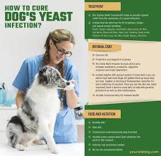 Dog Yeast Infection 4 Steps To Natural Elimination Dog Yeast Infection Dog Allergies Yeast Infection