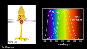 The Dimensions Of Colour Colour Vision Opponency Trichromacy Vsauce Michael Stevens Steve Mould Color Theory Color Vision What Are Colours
