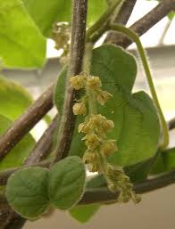 Image result for Menispermaceae