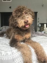The best way to determine the temperament of a mixed breed is looking for your new pet can be very difficult and each puppy breed is different. Irish Doodle Puppies Ohio Guide At Puppies Addlab Aalto Fi