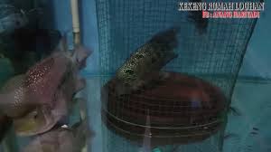 Bagaimana cara memelihara ikan louhan ?. Cara Ternak Ikan Louhan Untuk Pemula Flowerhorn Breeding Solusi Breeding Louhan Galak Youtube