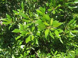 Image result for Myrica serrata
