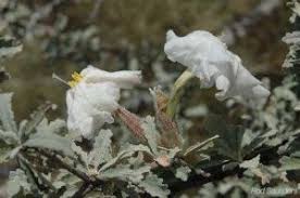 Image result for Catophractes alexandri