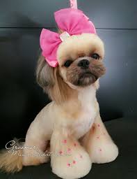 Pelu Canina Shihtzu Dog Grooming Dog Groomers Creative Grooming