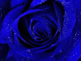 Beautiful Blue Rose Hd Wallpapers Free Download Blue Rose Pictures Full Hd 1080p Blue Rose Desktop Backg In 2020 Blue Roses Wallpaper Rose Flower Wallpaper Blue Rose