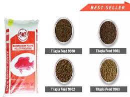 Translation of tilapia in english. Makanan Ikan Talapia Pallet Pengapung Lazada