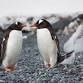 Penguin Club Oamaru Trip (Time to be confirmed) event image