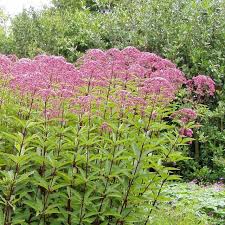 Insektenfreundliche Stauden Graser Und Geholze Fur Den Garten Diese Pflanzen Sind Ein Fest Fur Die Viele F Garten Pflanzen Straucher Garten Garten Bepflanzen