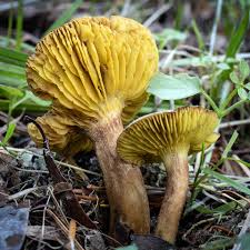 Image result for Gymnosporia arenicola