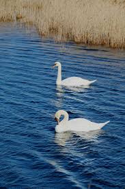Cygnes A Port Saint Louis Du Rhone Sentiers Des Theys Du Mazet Provencepaysarles Camargue Swan Pet Birds Animals Scenery