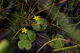 Image result for Nymphoides thunbergiana