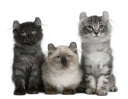 Cool cats bambino cat best cat breeds hypoallergenic cats. American Curl Cat Breed Information Pictures Characteristics Facts
