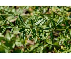 Image result for Jasminum schimperi
