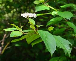 You can fill your garden with. Native Plants For Wildlife Audubon Society Of Northern Virginia