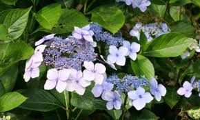 Arrange as usual in water. Hydrangea Serrata Mountain Hydrangea Everything To Plant Care And Cut