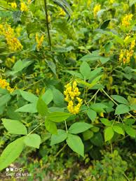 Image result for Crotalaria rhodesiae