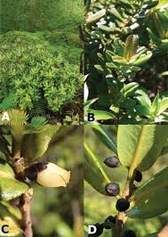 Image result for Pentaphylacaceae