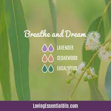 Cedarwood Oil For Sleep 10 Essential Oil Diffuser Blends Recipe Essential Oils For Sleep Essential Oil Mixes Essential Oil Blends