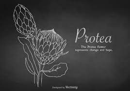 Free Chalk Drawn Protea Vector Flower Drawing Protea Art Protea Flower