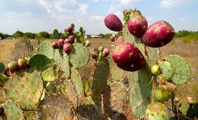 Does cactus water have any real health benefits? Cactus Water Health Benefits Make It The Next Must Try Beverage