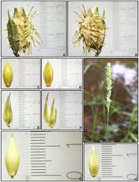 Image result for Pseudechinolaena polystachya