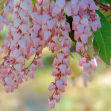 Image result for Pieris japonský debutante obrázek