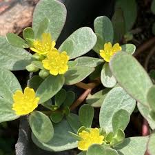 Image result for Portulaca oleracea