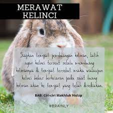 Try the suggestions below or type a new query above. Amati Kegiatan Memelihara Hewan Di Bawah Ini Tuliskan Informasi Penting Apabila Ingin Merawathewan Brainly Co Id