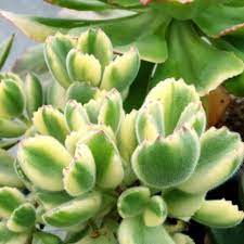 Variegated Bear Paw Succulent Succulents Planting Succulents Cacti And Succulents