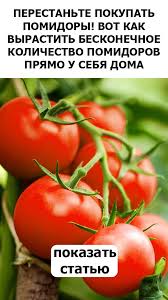 подкормка томатов во время цветения и плодоношения в теплице Perestante Pokupat Pomidory In 2020 Vegetables Air Layering Tomato