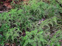 Image result for Gleichenia elongata