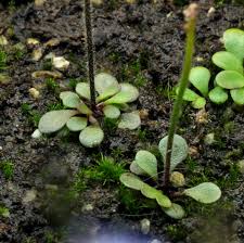 Image result for Genlisea africana