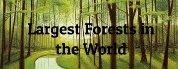 Future forestry statistics requirements will continue to arise from the planning and implementation levels in the forestry sector. 10 Largest Forests In The World Largest Org