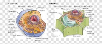 Maybe you would like to learn more about one of these? Chromatin Drawing Plant Cell Diagram Cell Structure Animal Cells Plot Architecture Building Clock Tower Transparent Png Pngset Com