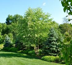 Mixed Border Of Deciduous And Evergreen Plants Evergreen Landscape Landscape Design Outdoor Landscaping