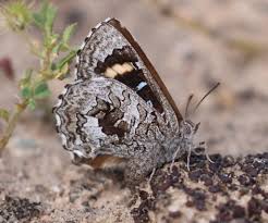 Image result for Micractis bojeri