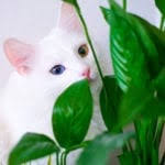 In fact, with the right conditions, you can nurture it for several years. Plants Toxic To Cats Plants That Are Poisonous To Cats